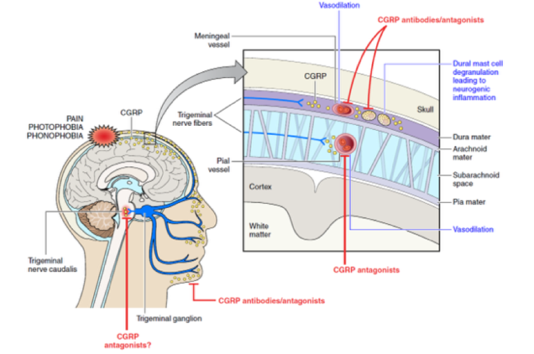 CGRP And Migraine | CGRP Education & Research Forum